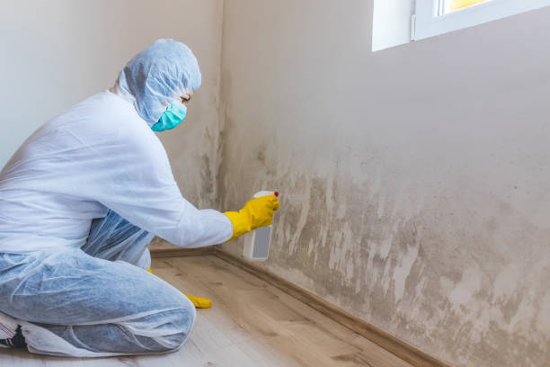 Black mold inspection in Clear Brook