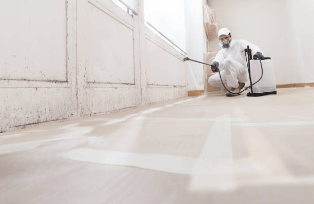 Black mold remediation team in Clear Brook