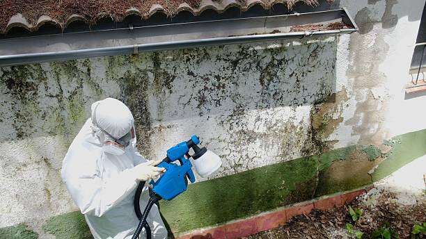 Mold Removal service in Clear Brook